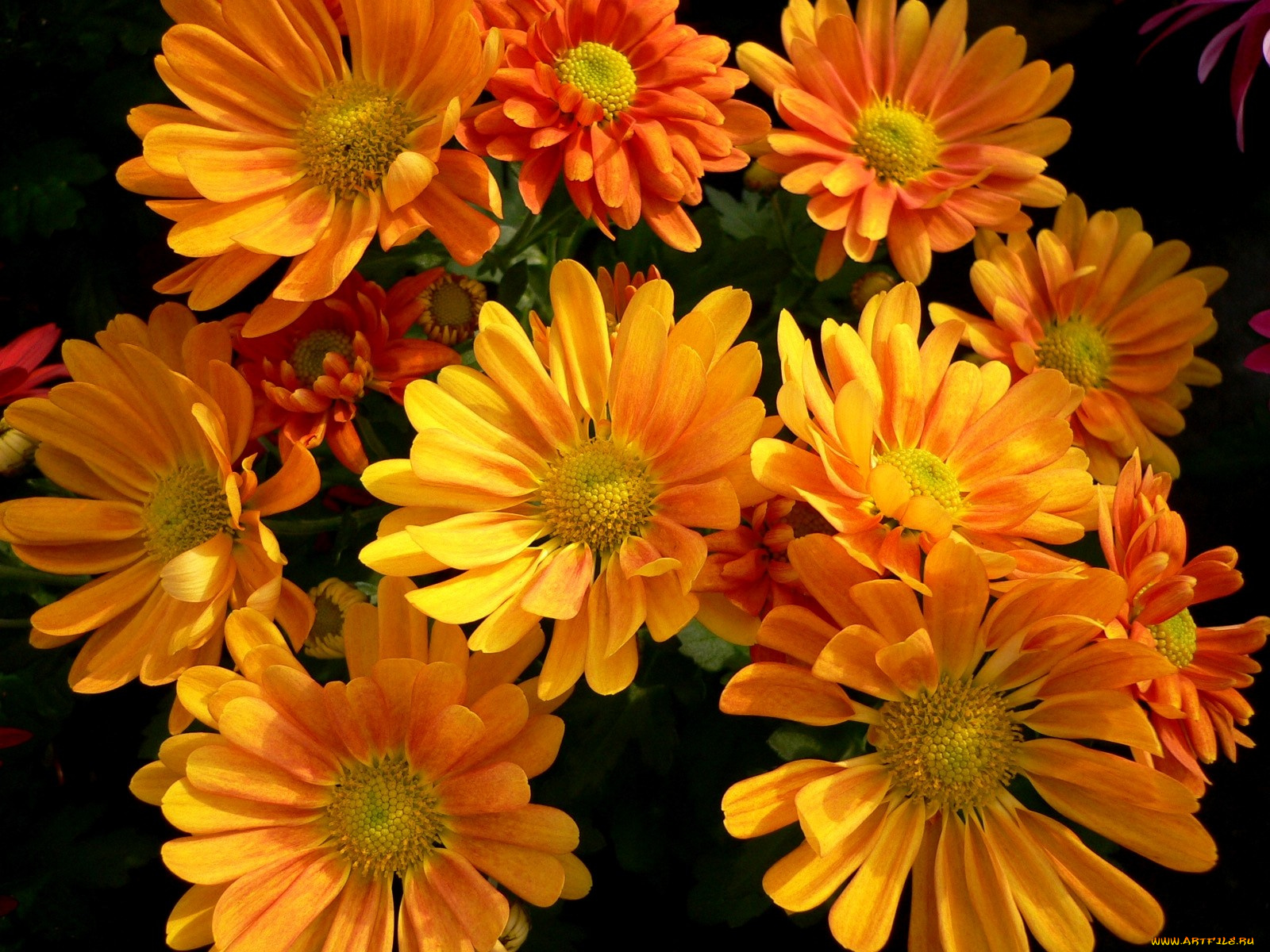 цветы, хризантемы, оранжевый, много