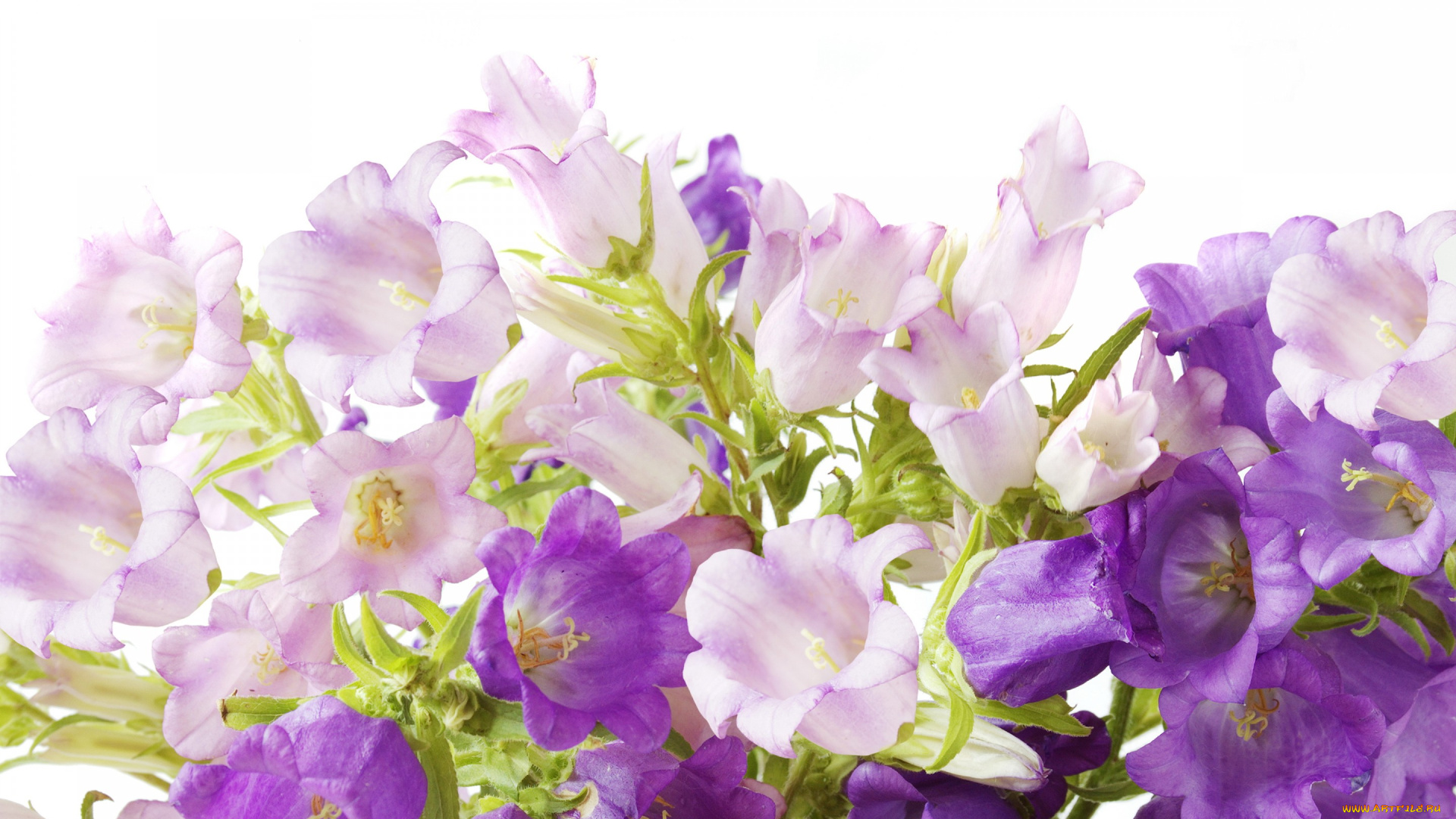 цветы, колокольчики, фиолетовые, flowers, campanula
