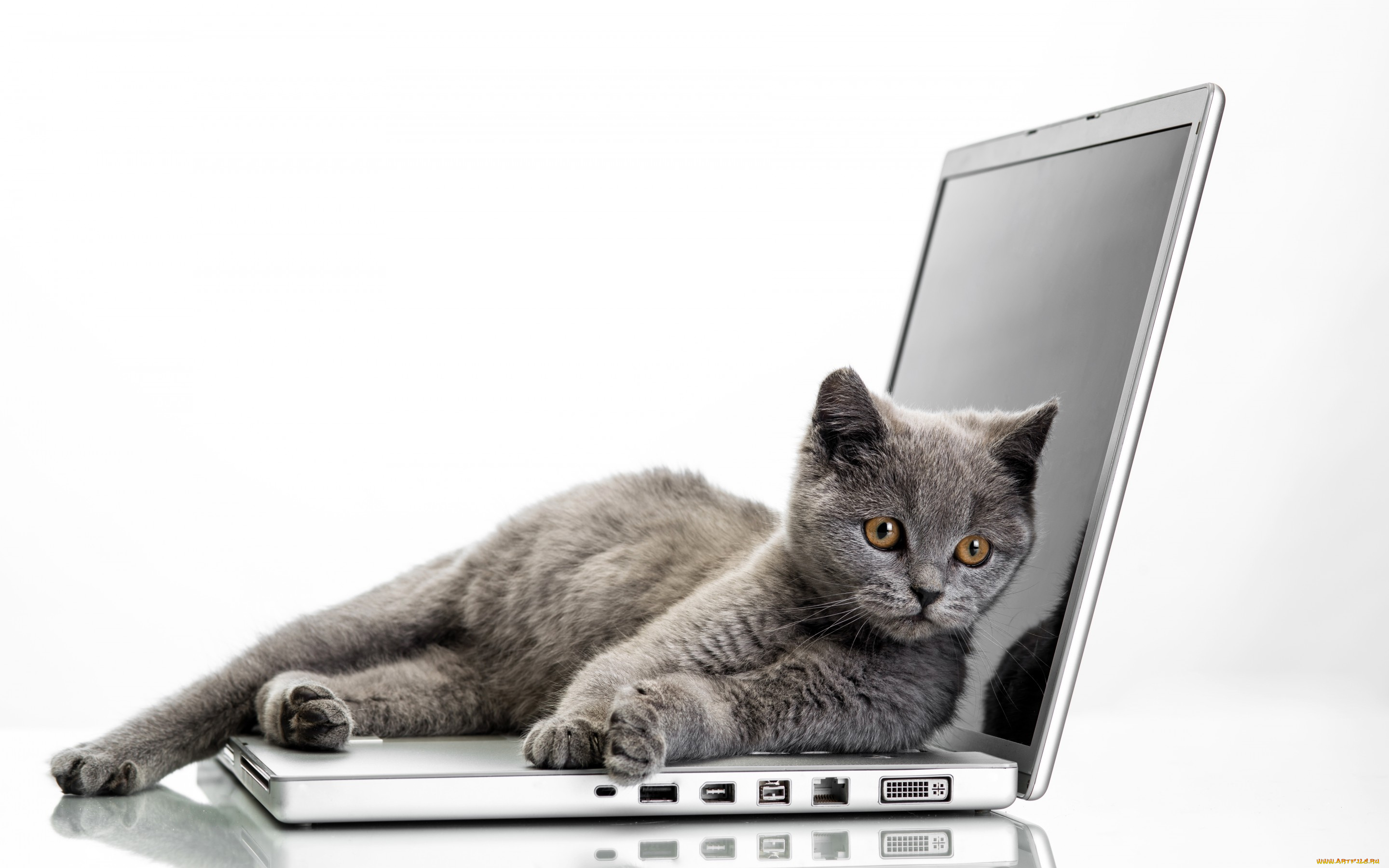 животные, коты, laptops, ноутбук, cats, кот, glance