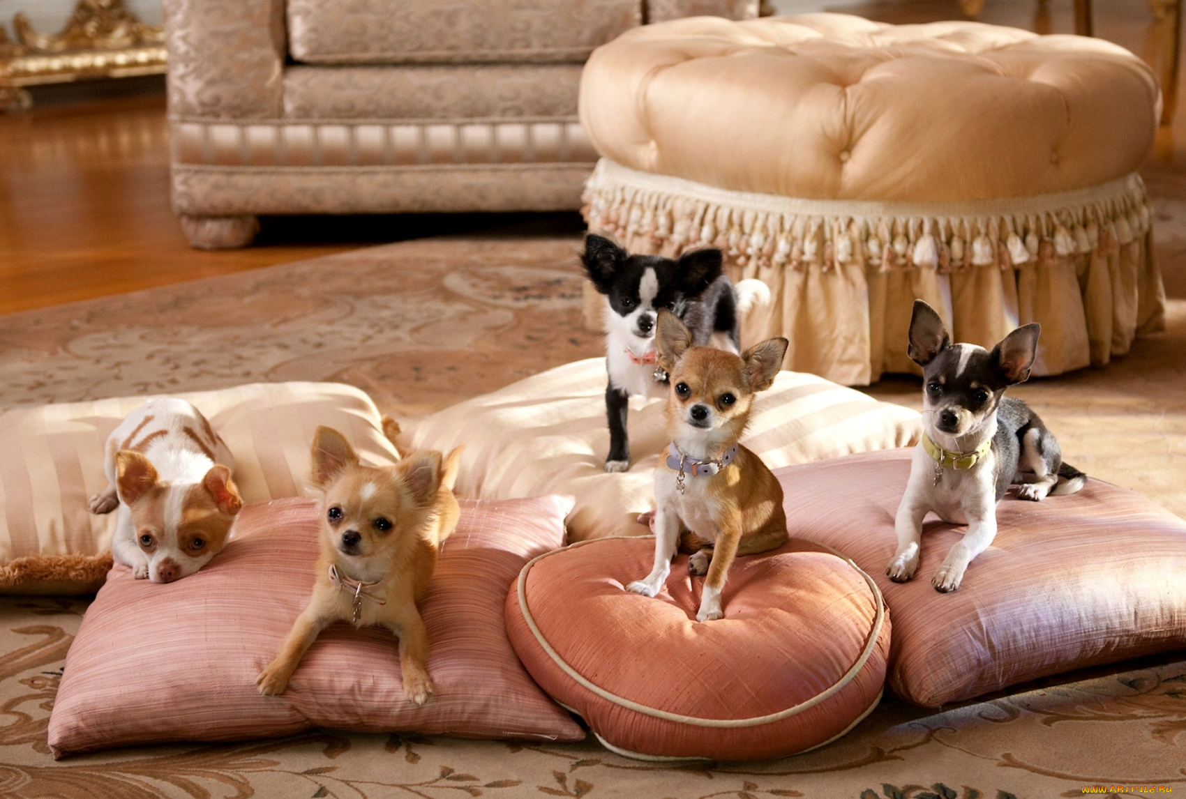 животные, собаки, диван, щенки, чихуахуа, подушки