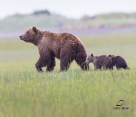 Картинка животные медведи мама малыши