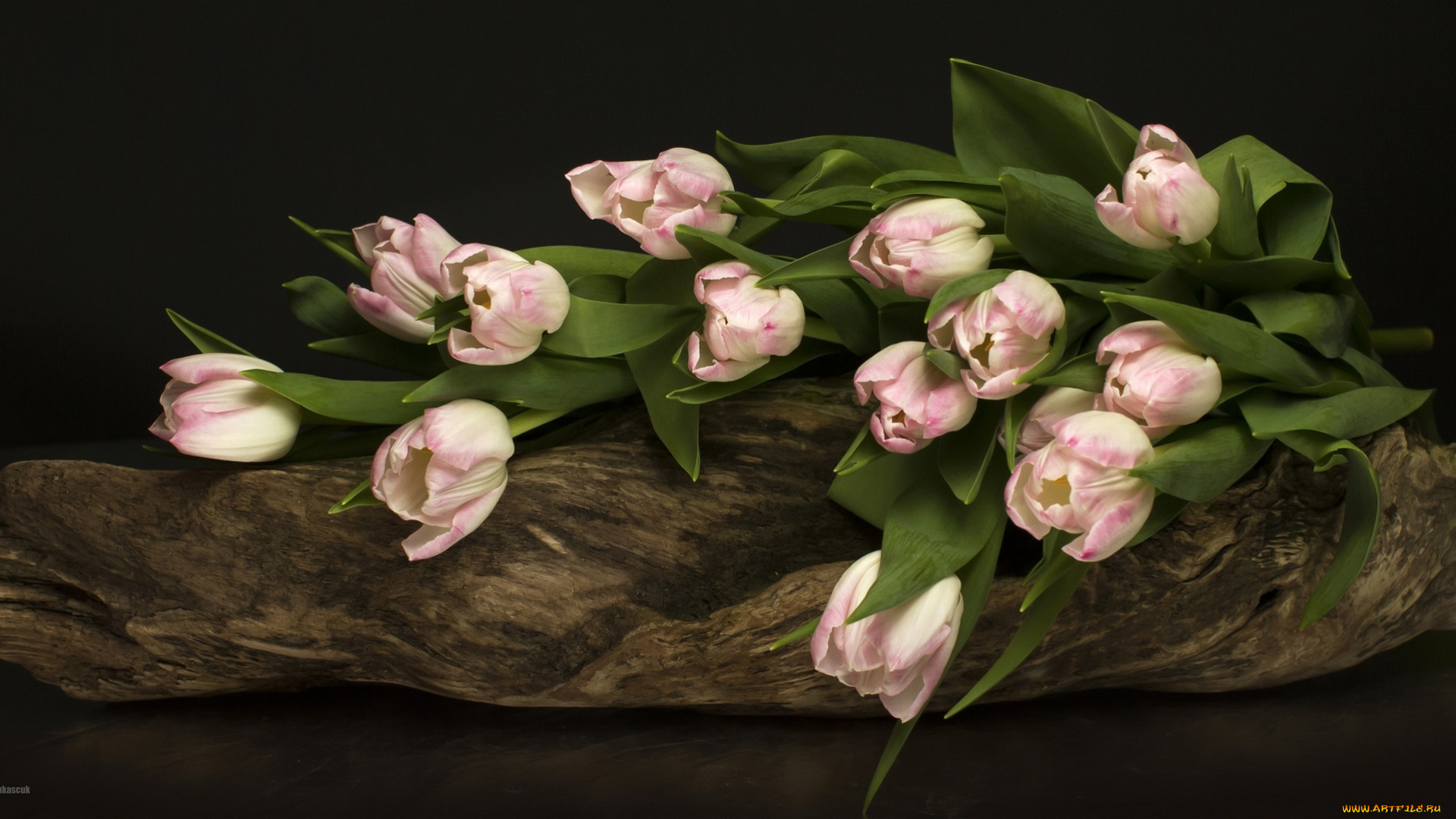 цветы, тюльпаны, цветение, разноцветные, много, bloom, colorful, and, many, лепестки, flowers, tulips