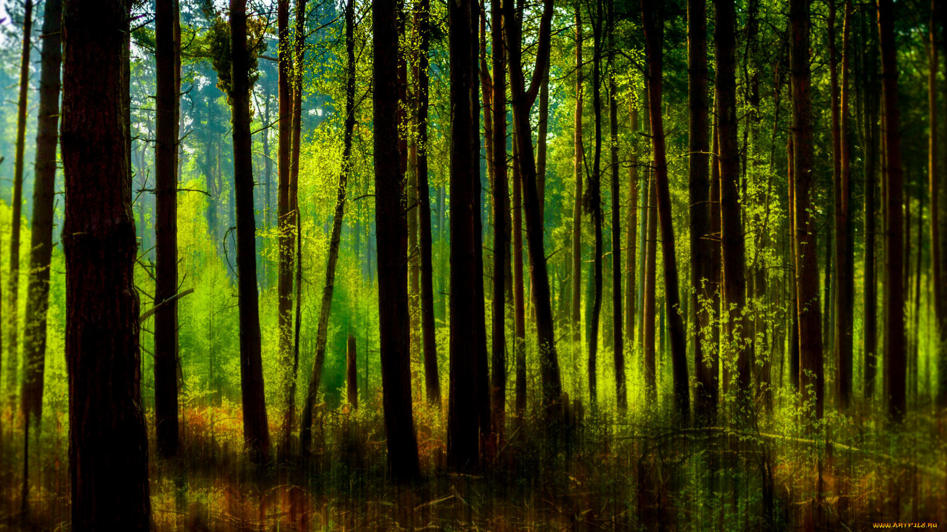 природа, лес