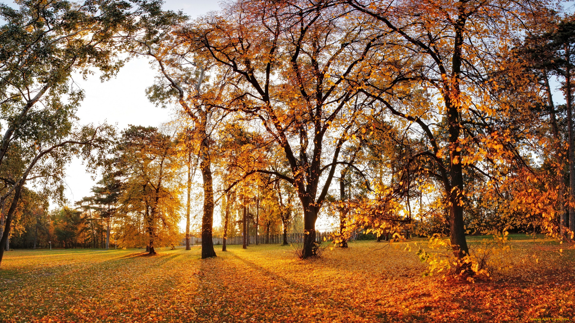 природа, парк, autumn, деревья, листья, leaves, landscape, tree, nature, осень, park