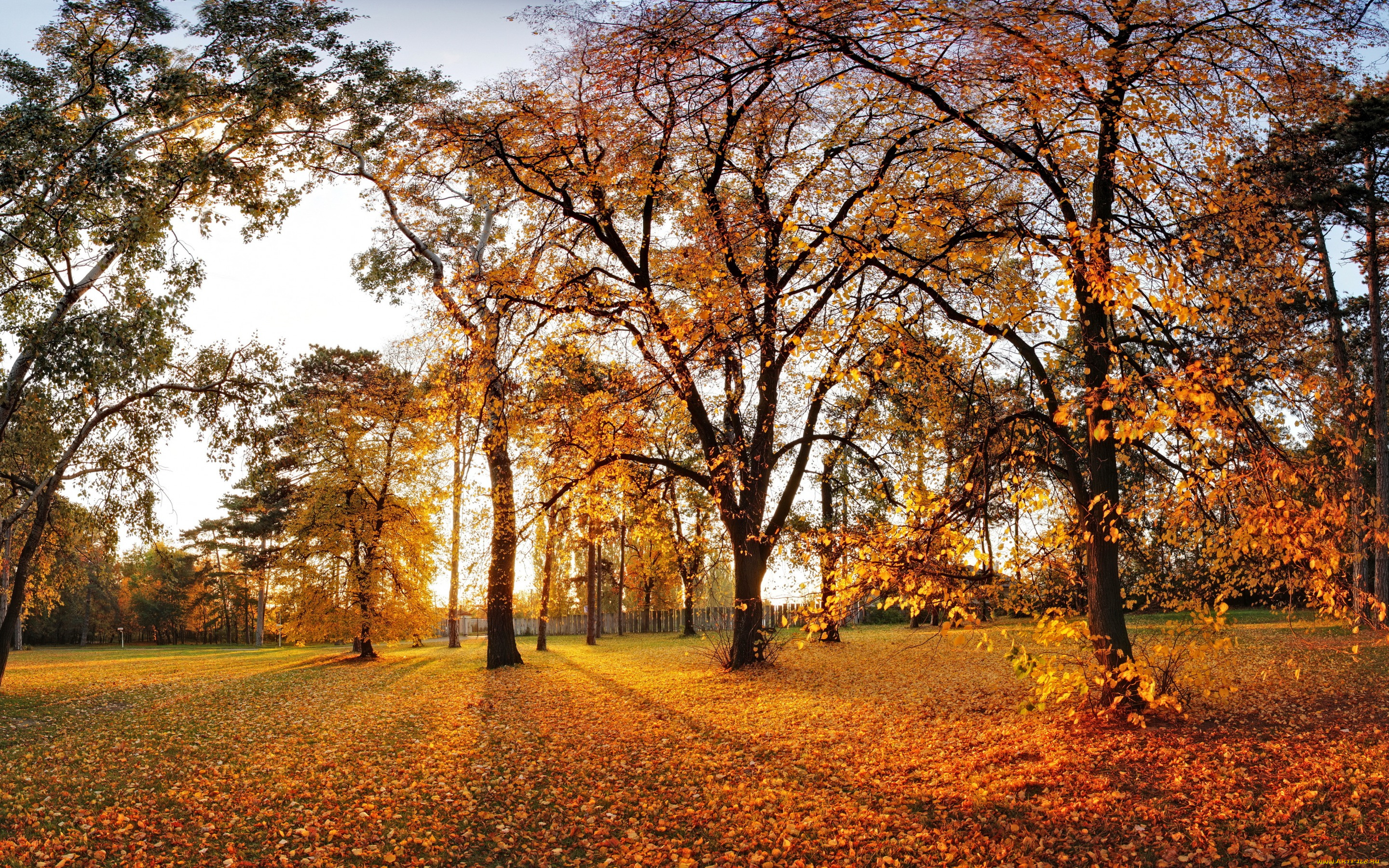 природа, парк, autumn, деревья, листья, leaves, landscape, tree, nature, осень, park