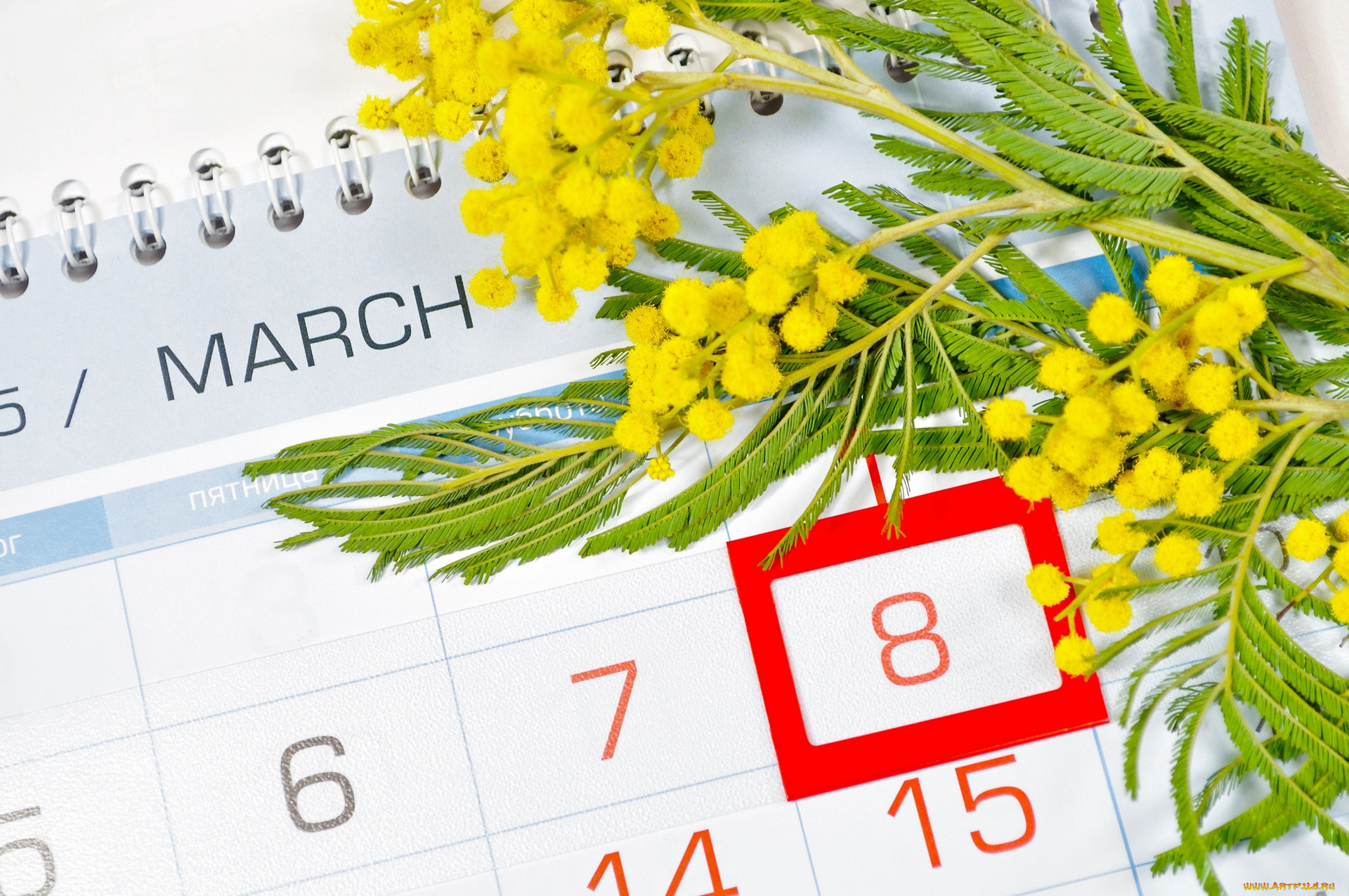 праздничные, международный, женский, день, -, 8, марта, календарь, мимоза, цветы