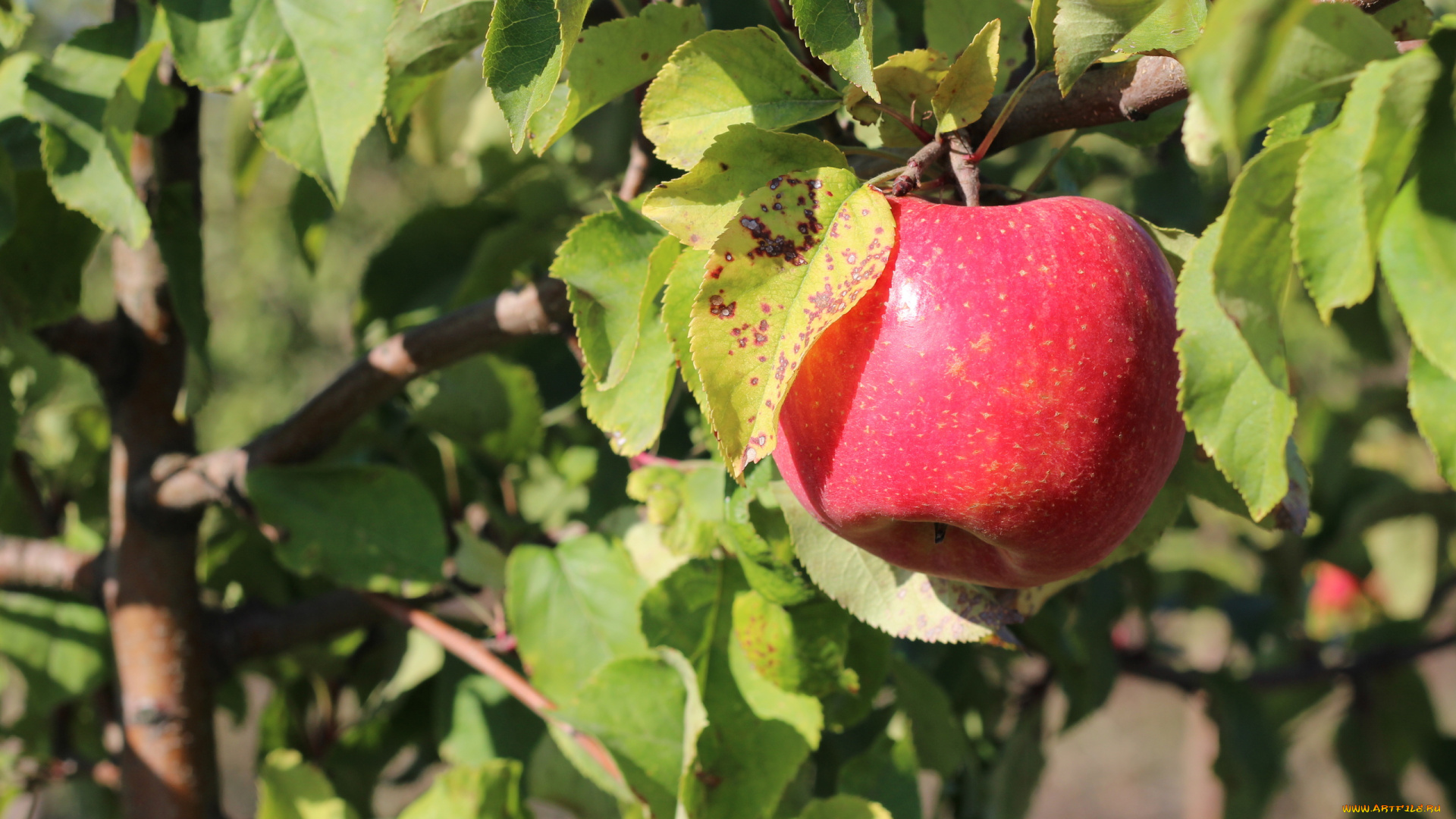 природа, плоды, ветка, яблоко