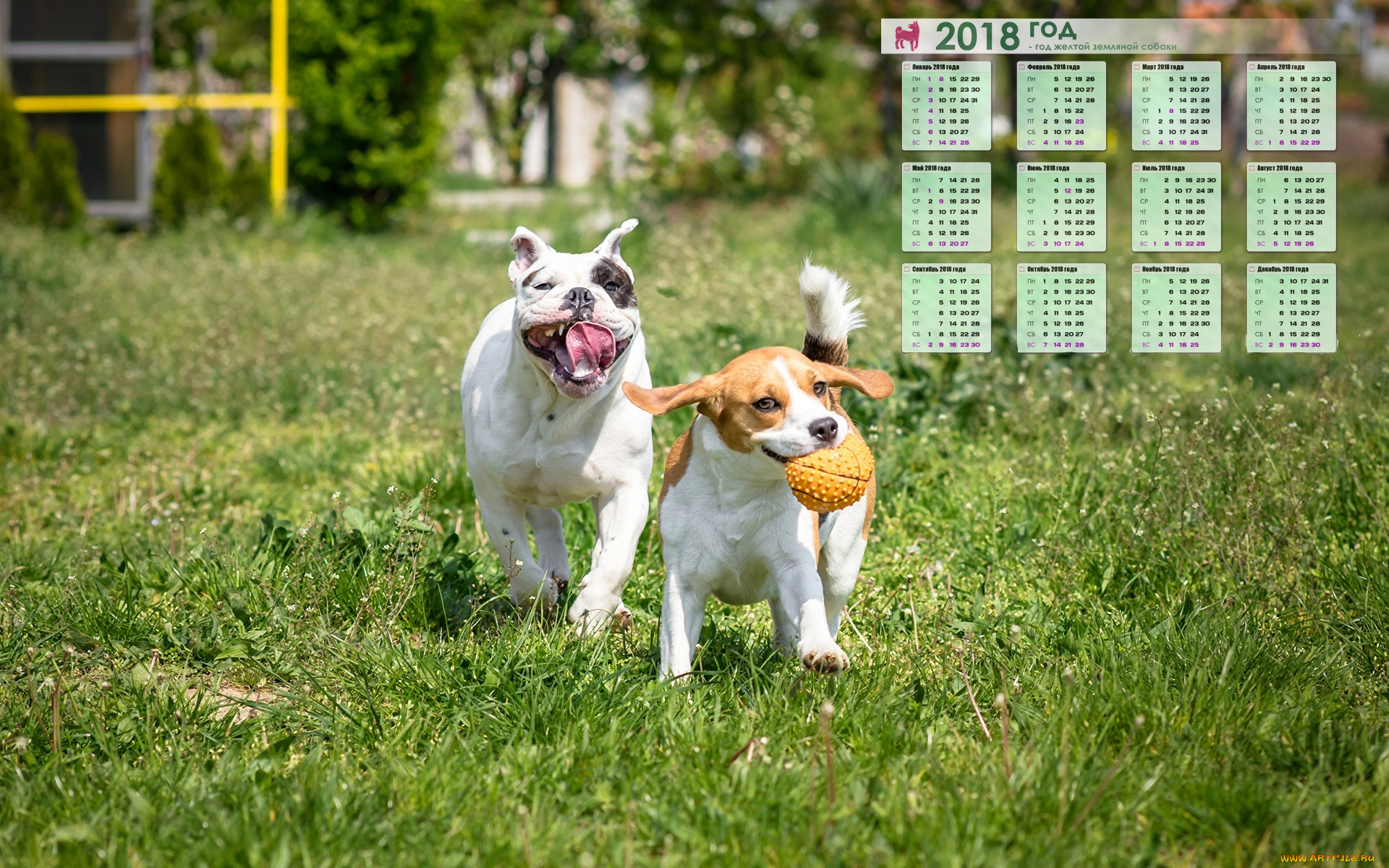 календари, животные, игра, двое, бег, собака, растения