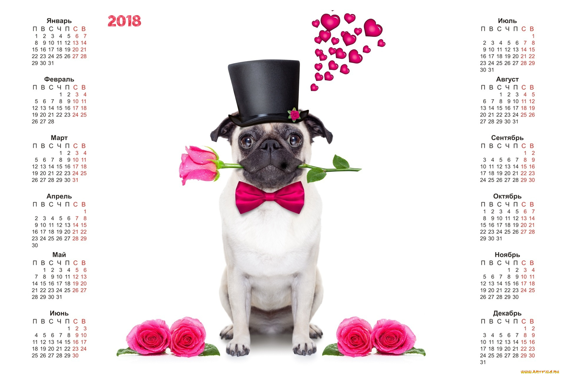 календари, животные, сердце, собака, белый, фон, роза, шляпа