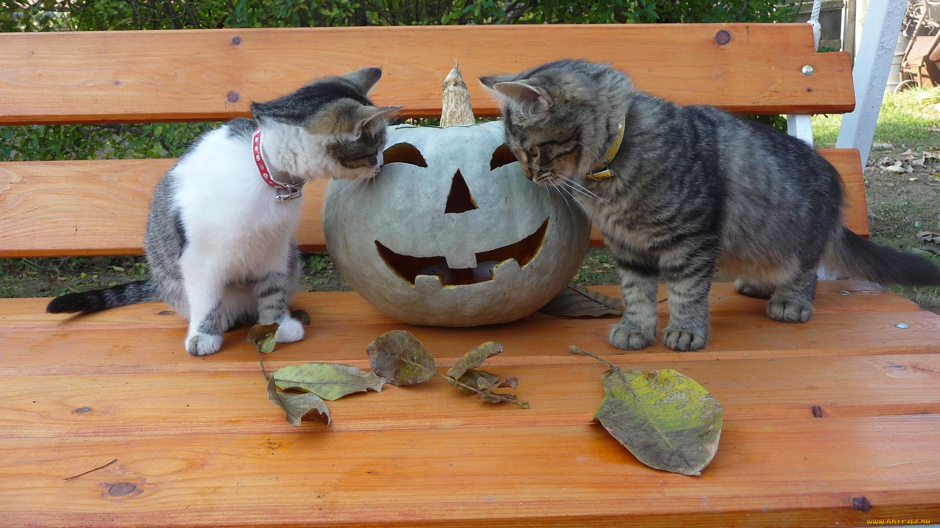 животные, коты, хэллоуин, тыква, скамейка, листья