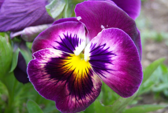 обоя цветы, анютины глазки садовые фиалки, фиолетовый