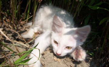 Картинка животные коты киса белая