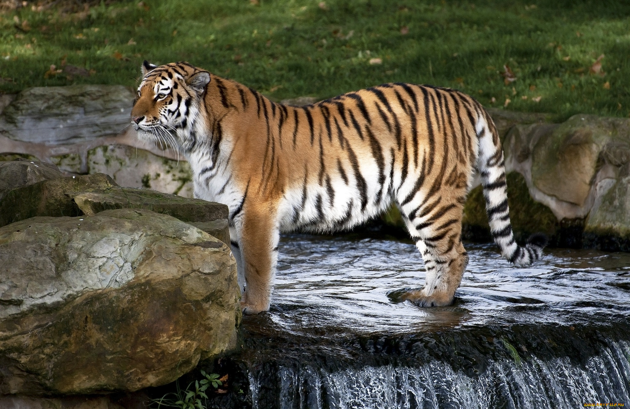 животные, тигры, амурский, зоопарк, зелень, камни, водопад, вода, полоски, хищник