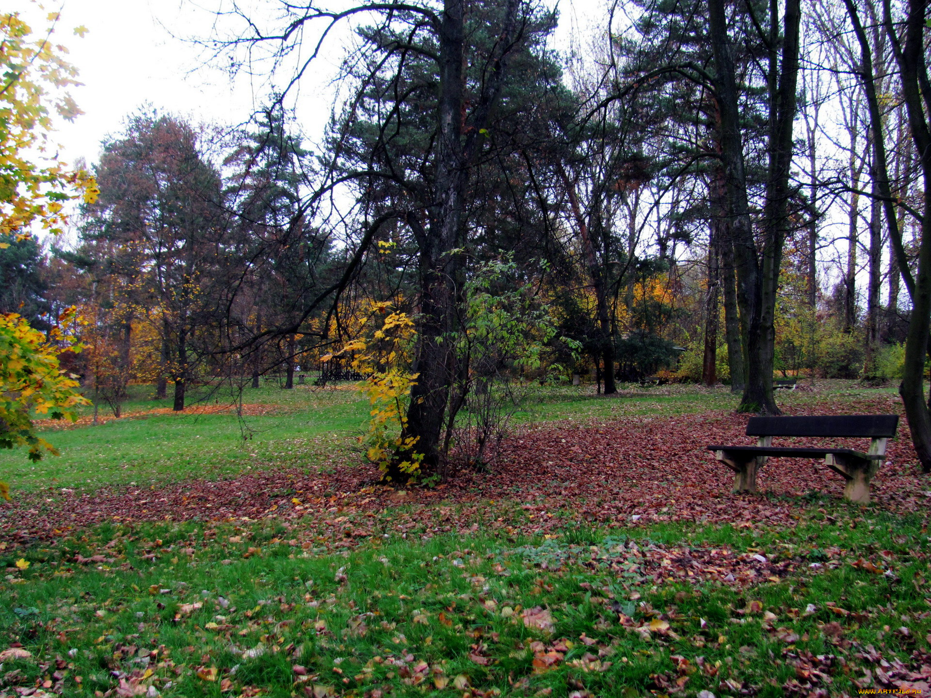 природа, парк, осень, листва, деревья, скамейка