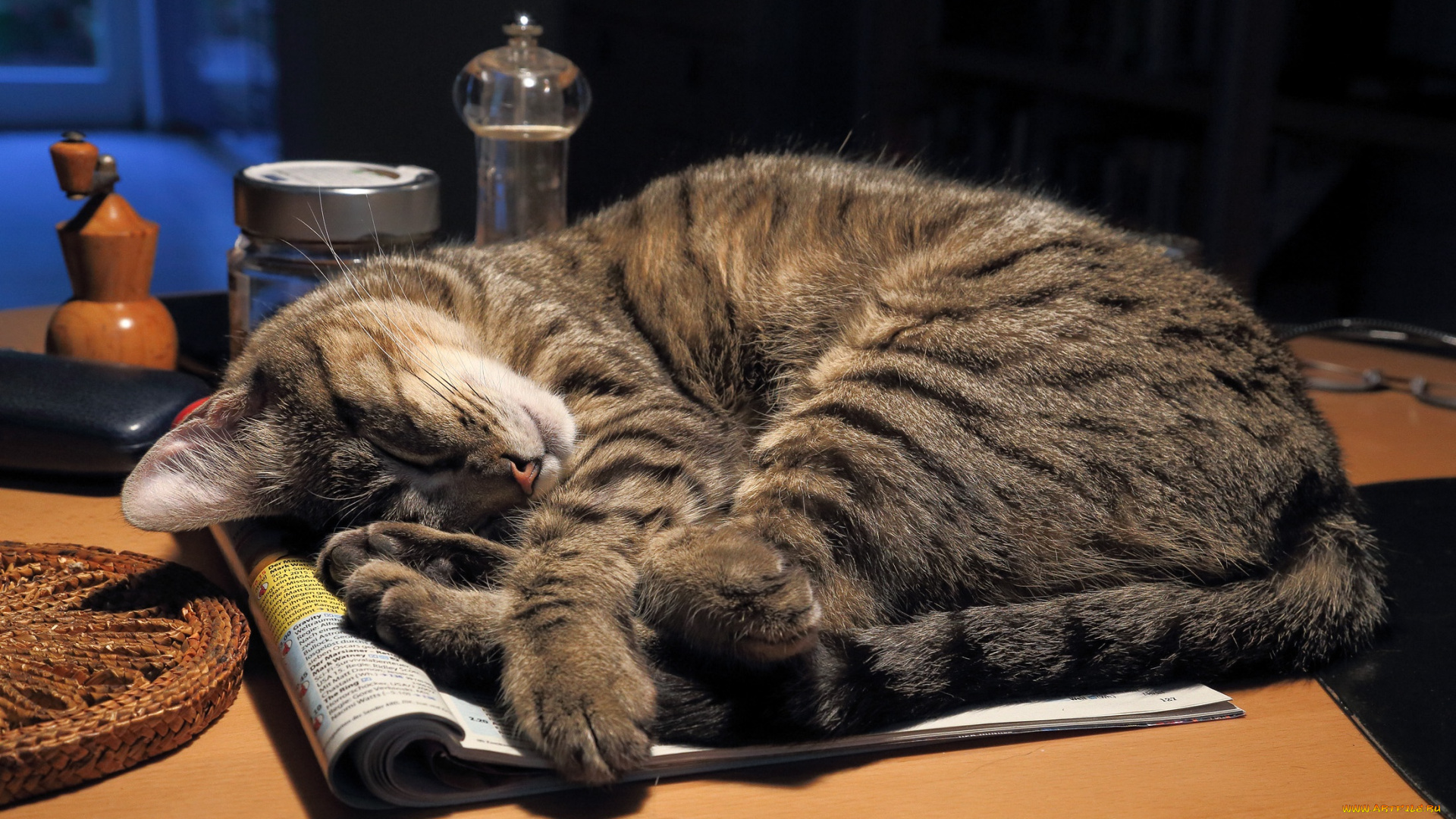 животные, коты, сон, кот, кошка, стол, журнал