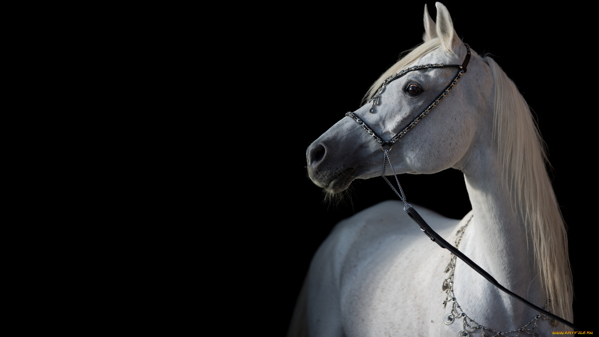 животные, лошади, конь, белый, арабский, позирует, свет, контраст