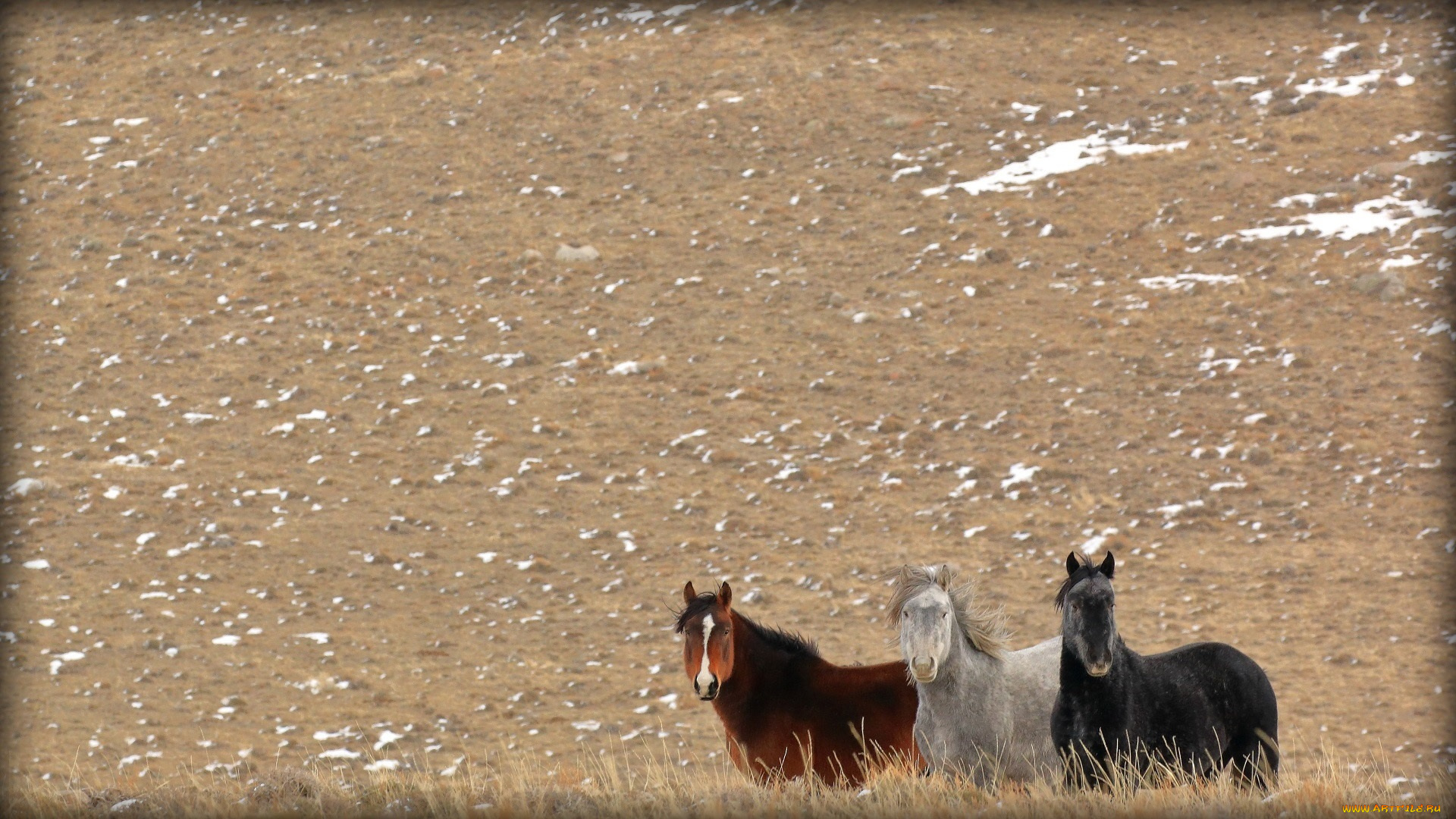 животные, лошади, степь, тройка, вороной, серый, гнедой, взгляд, дикие, трио, внимание, смотрят, простор, кони