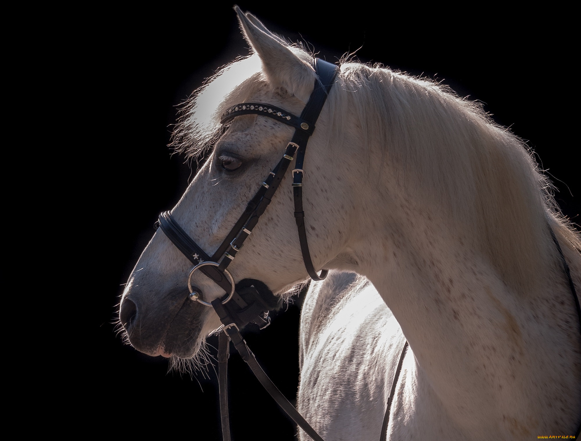 животные, лошади, контраст, серый, конь, свет, уздечка, сбруя, чёлка, грива, профиль, морда