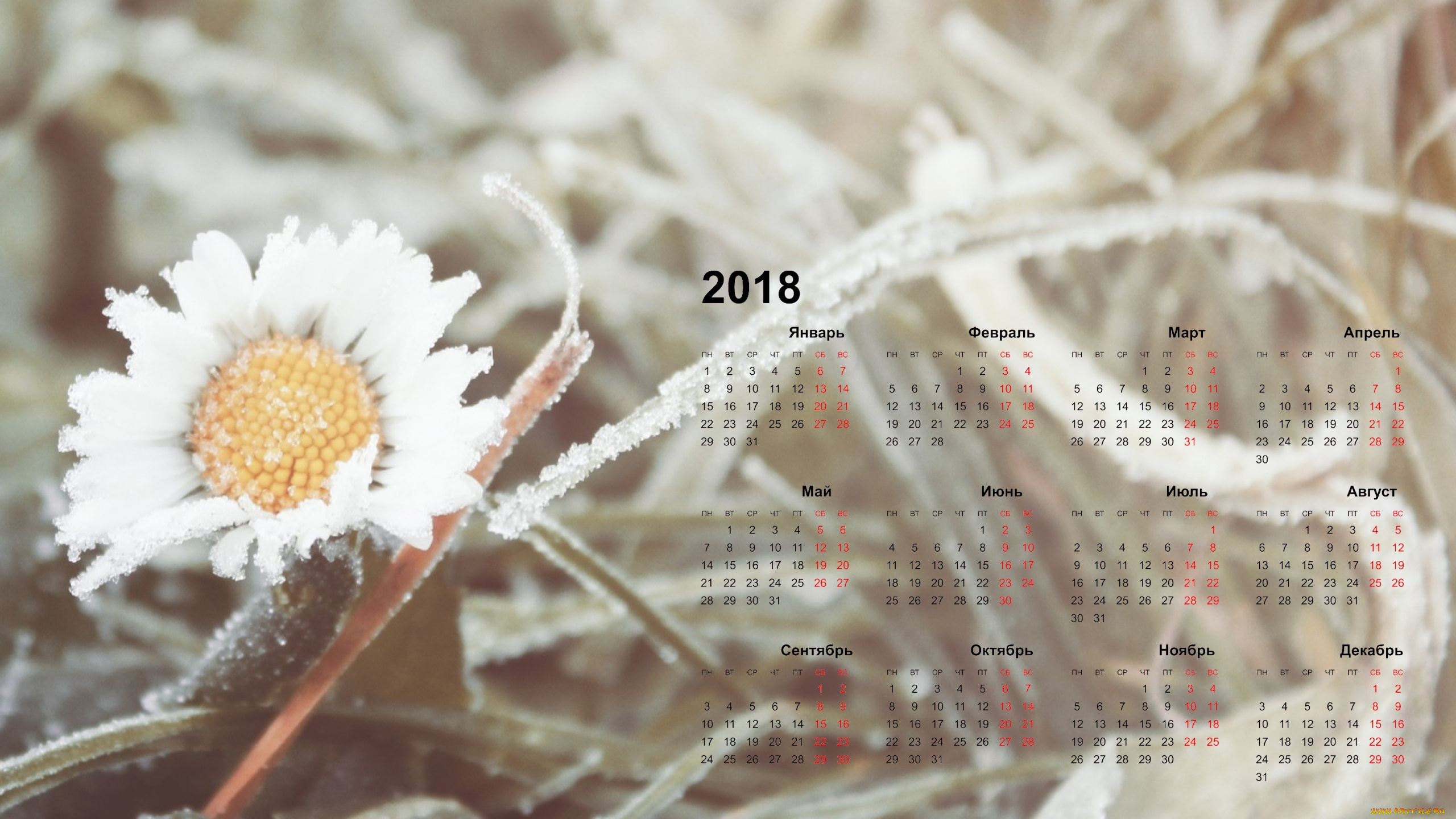 календари, цветы, ромашка, 2018