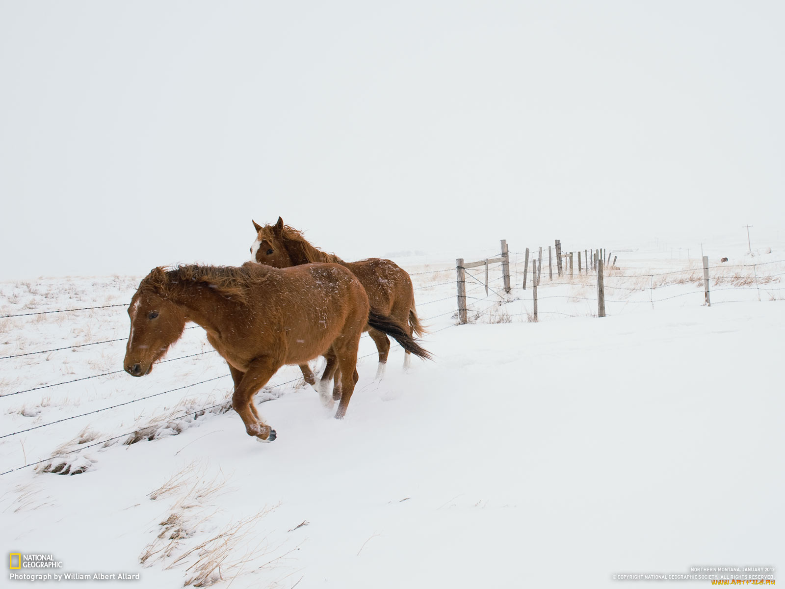 животные, лошади, снег, забор