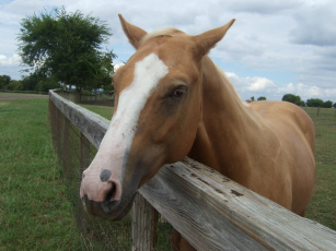 Картинка животные лошади забор