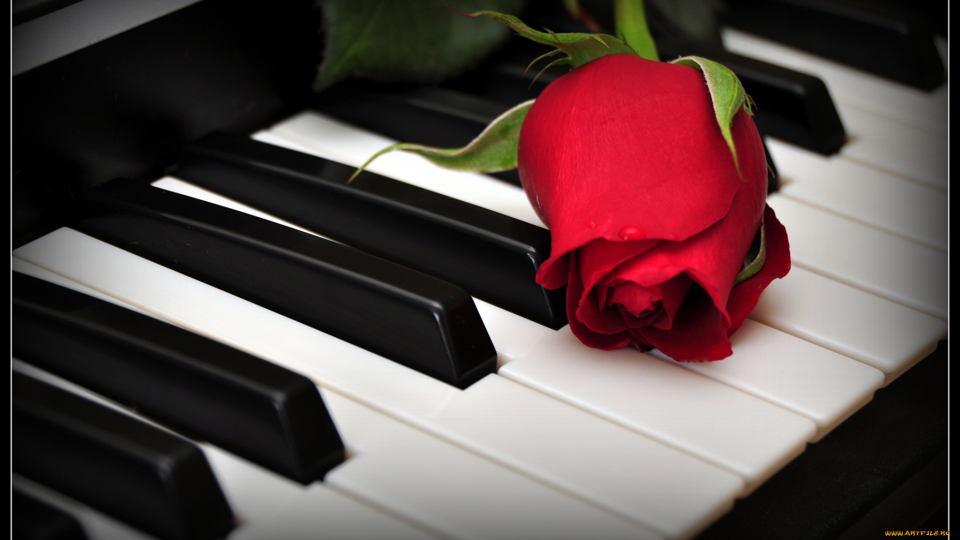 цветы, розы, пианино, бутон