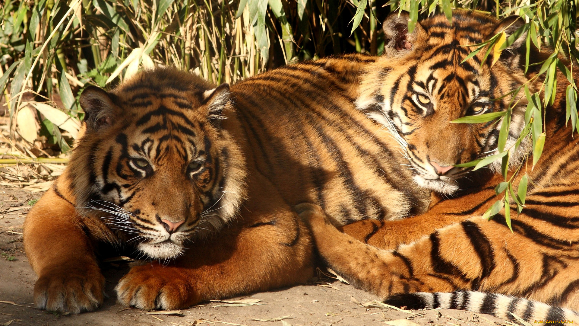 животные, тигры, хищники, полосатый