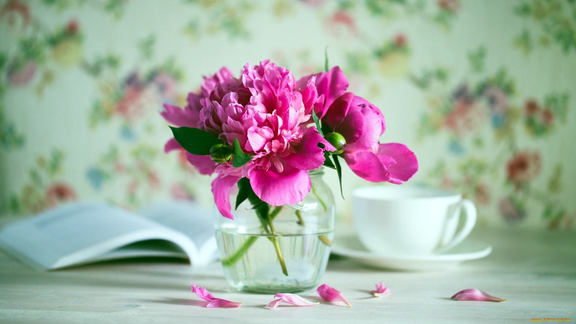 цветы, пионы, розовый