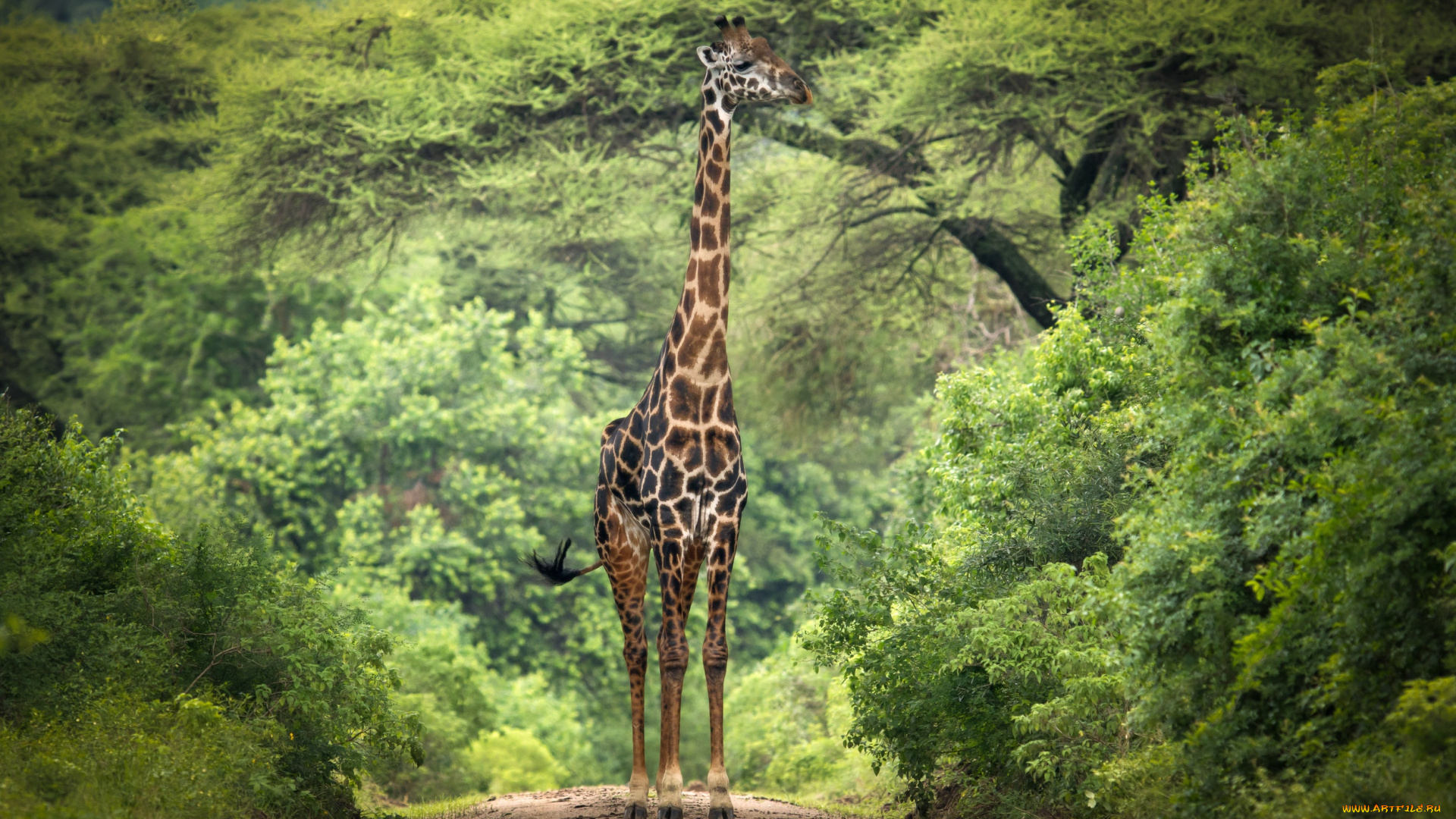 животные, жирафы, африка, жираф, деревья, ветки