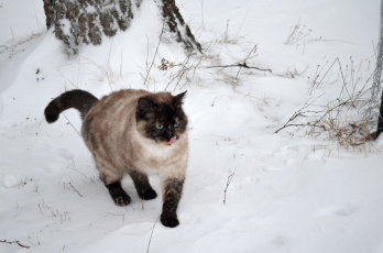 обоя животные, коты, кот, кошка, снег
