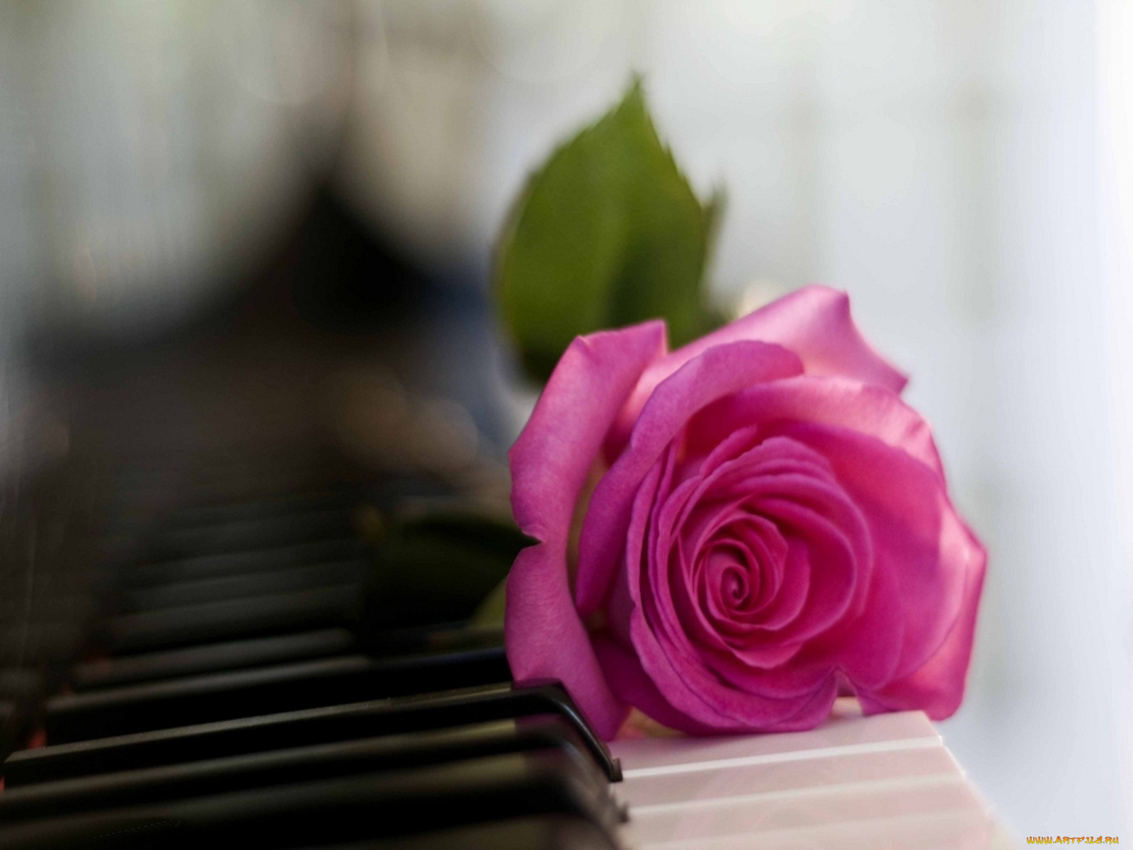 цветы, розы, роза, розовый, клавиши