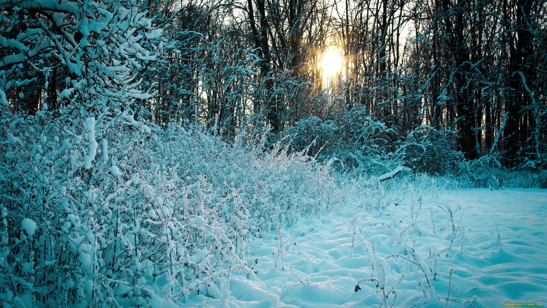 природа, зима, солнце, заросли, вечер, снег