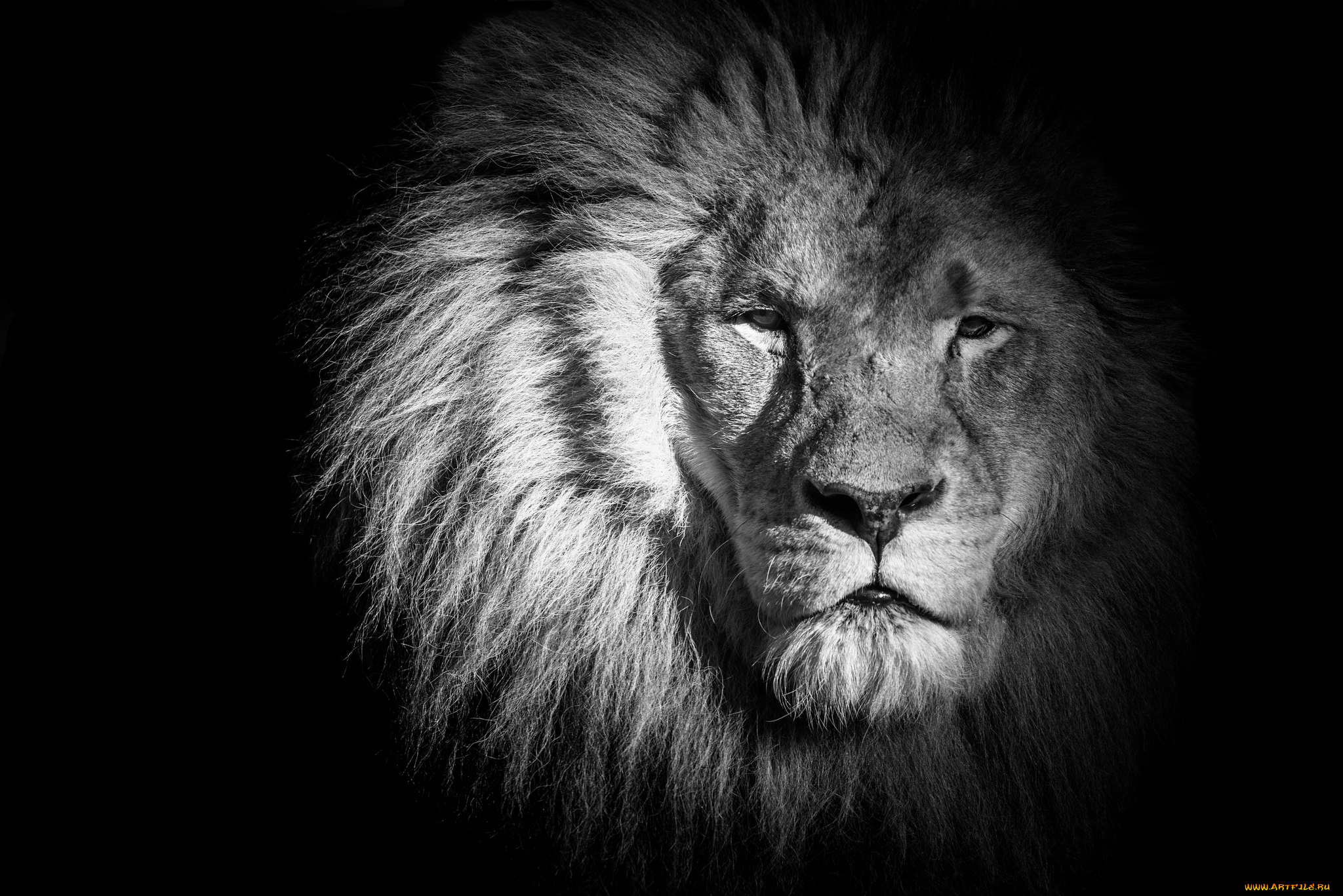 животные, львы, морда, грива, портрет, царь