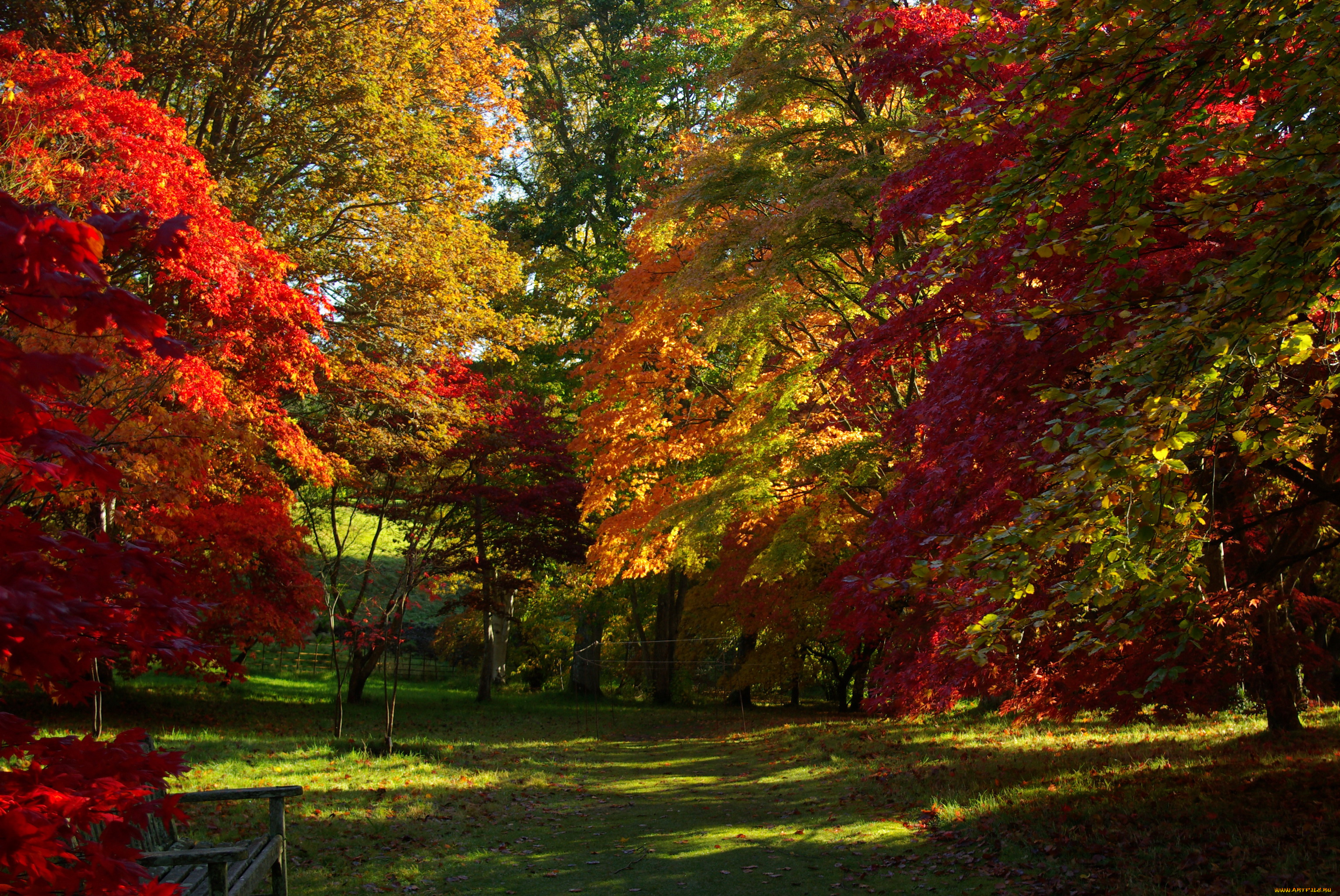bodnant, gardens, conwy, уэльс, природа, парк, осень, деревья