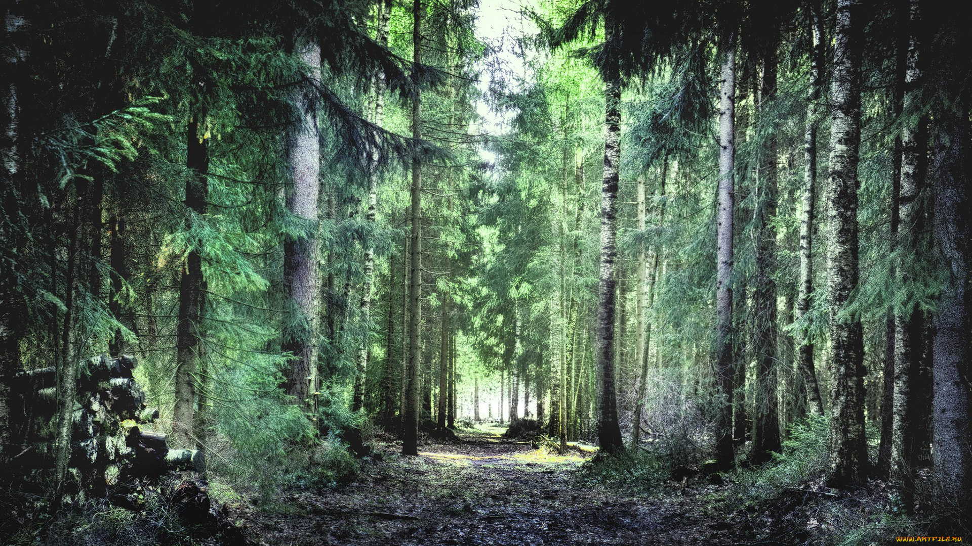 природа, лес, тропа, деревья, финский
