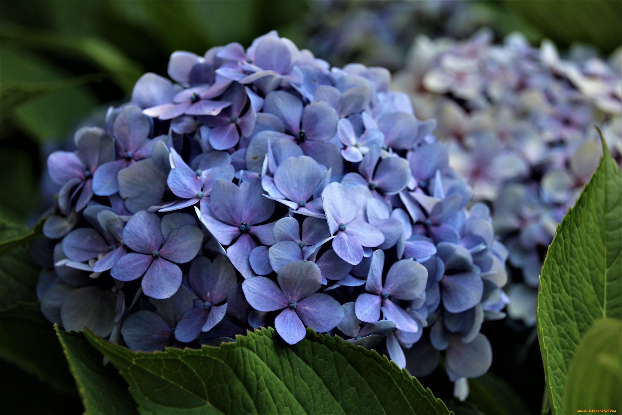цветы, гортензия, голубой, цветение