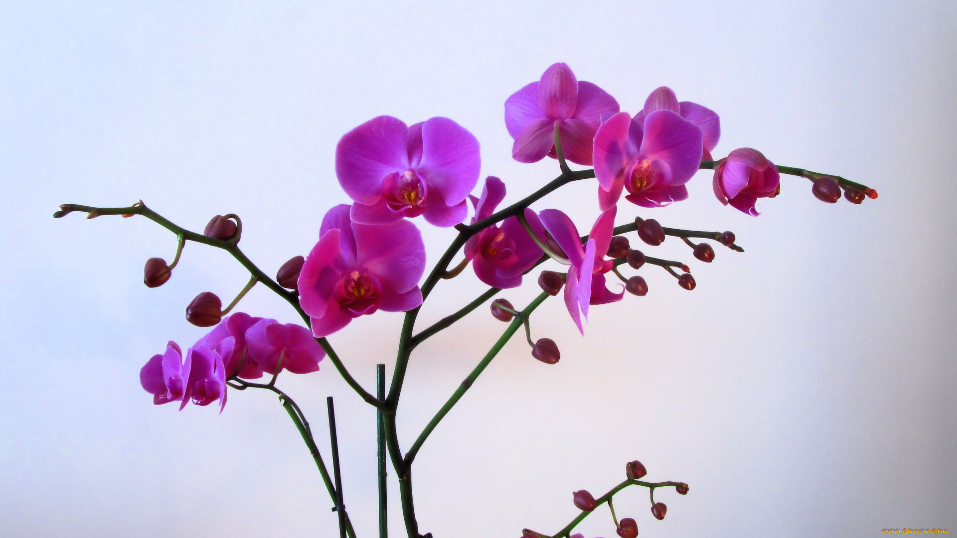 цветы, орхидеи, розовый, экзотика