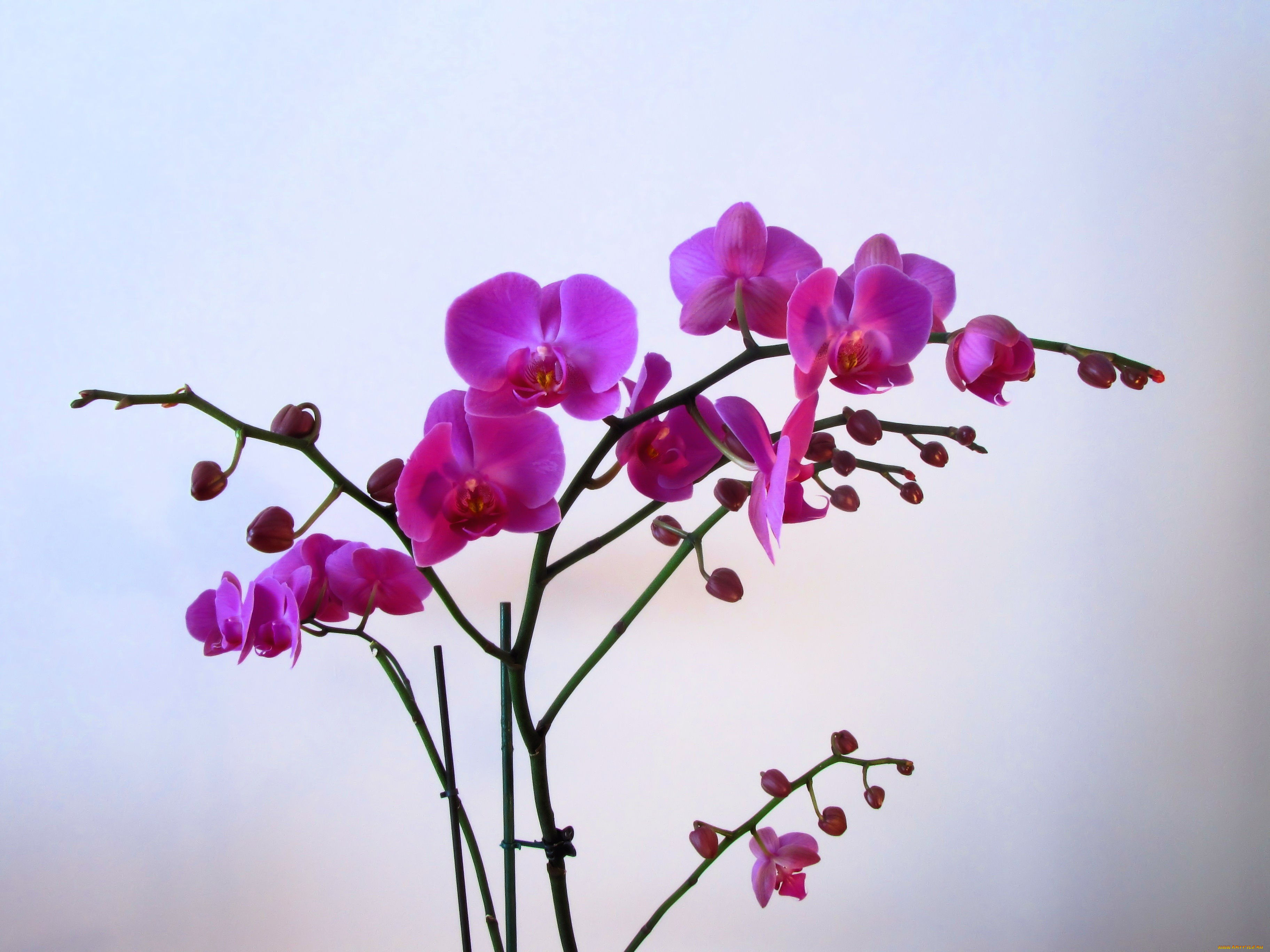 цветы, орхидеи, розовый, экзотика