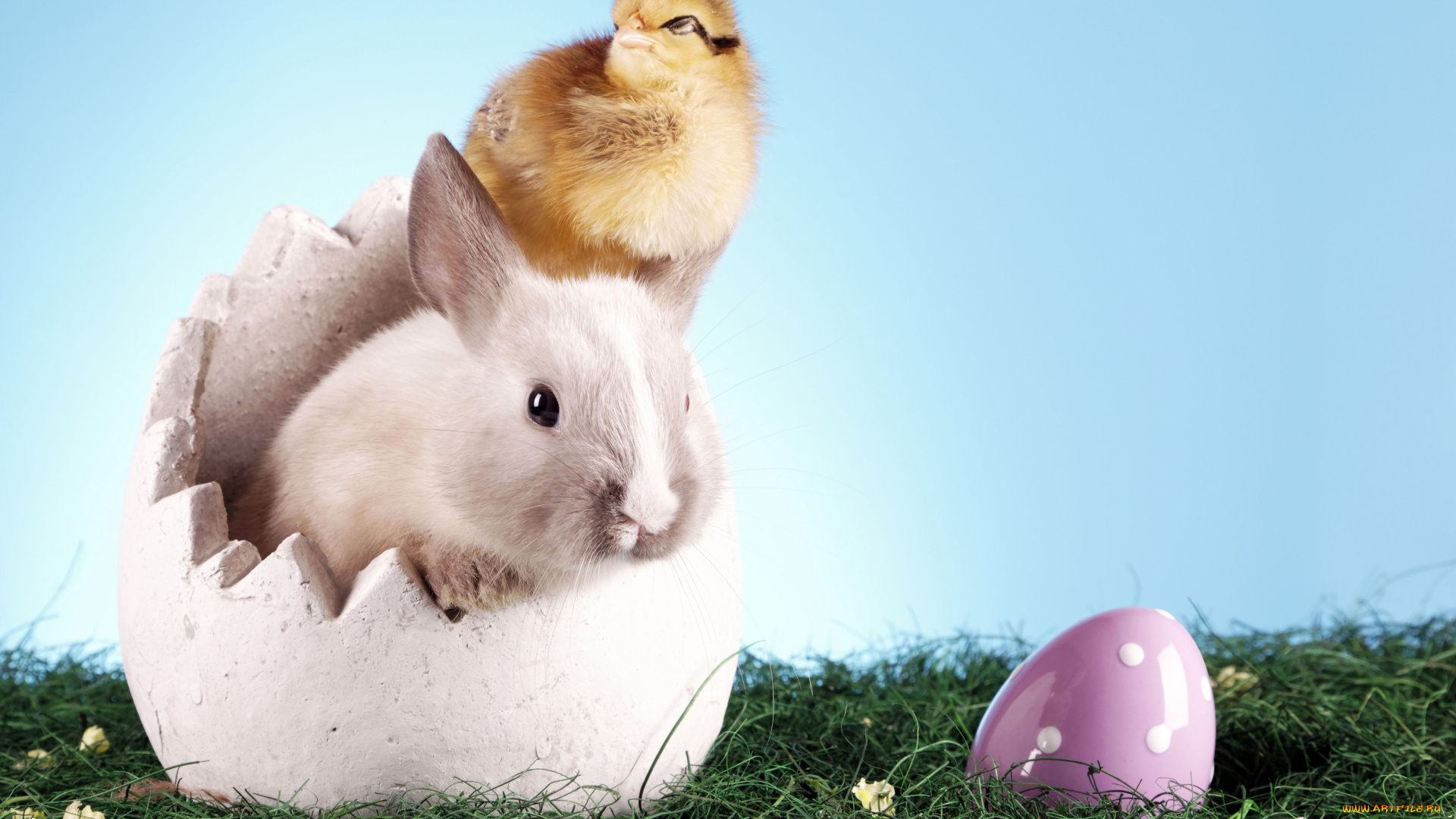 животные, разные, вместе, кролик, пасха, трава, яйцо, цыплёнок