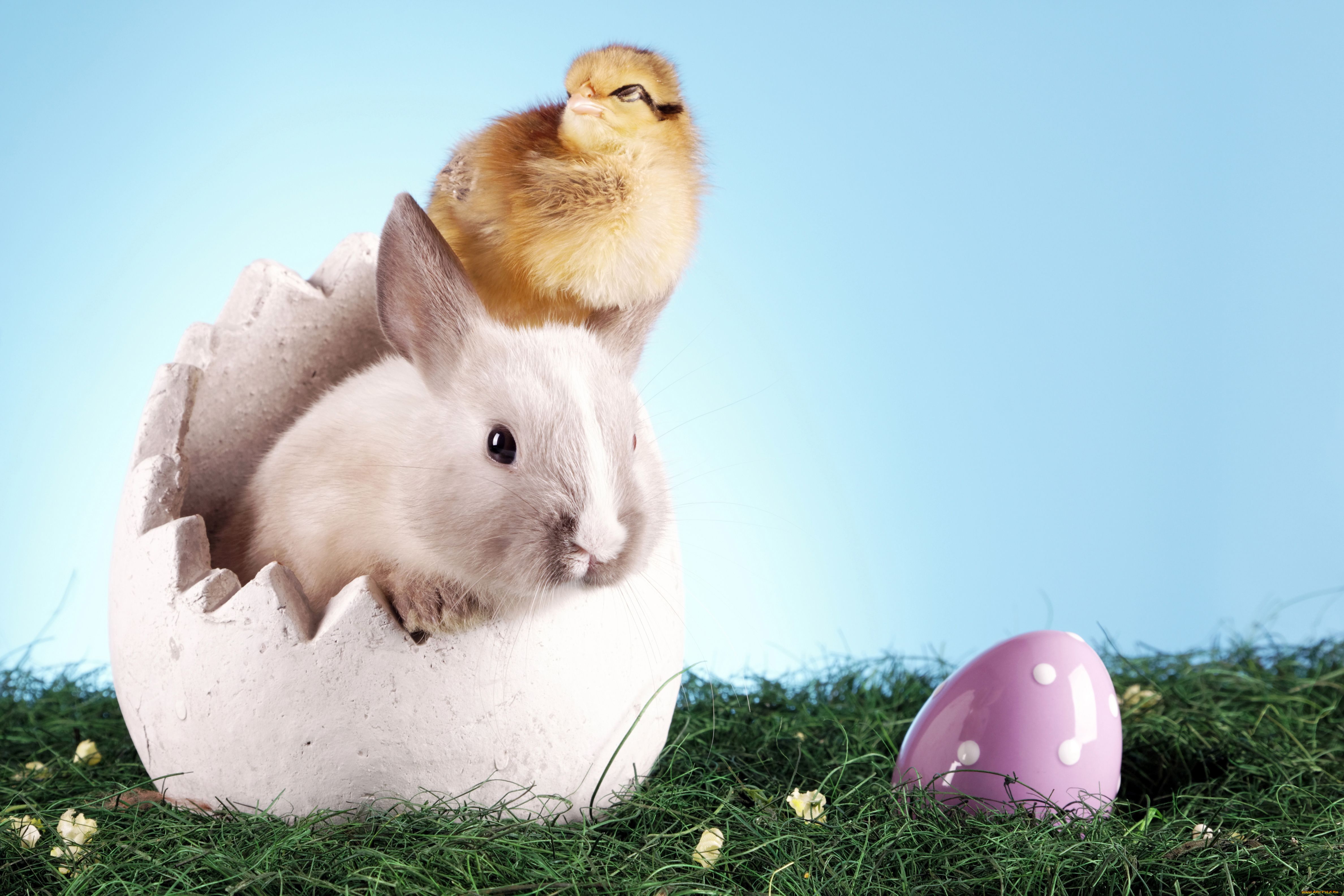 животные, разные, вместе, кролик, пасха, трава, яйцо, цыплёнок