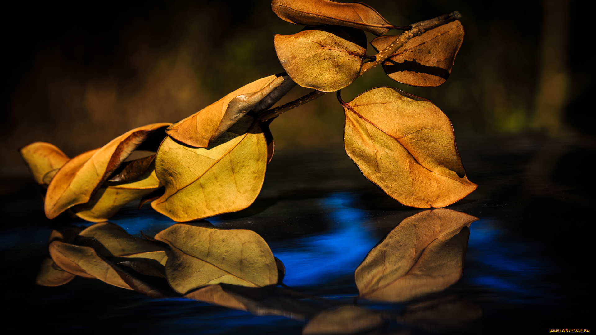 природа, листья, отражение, ветка, осень