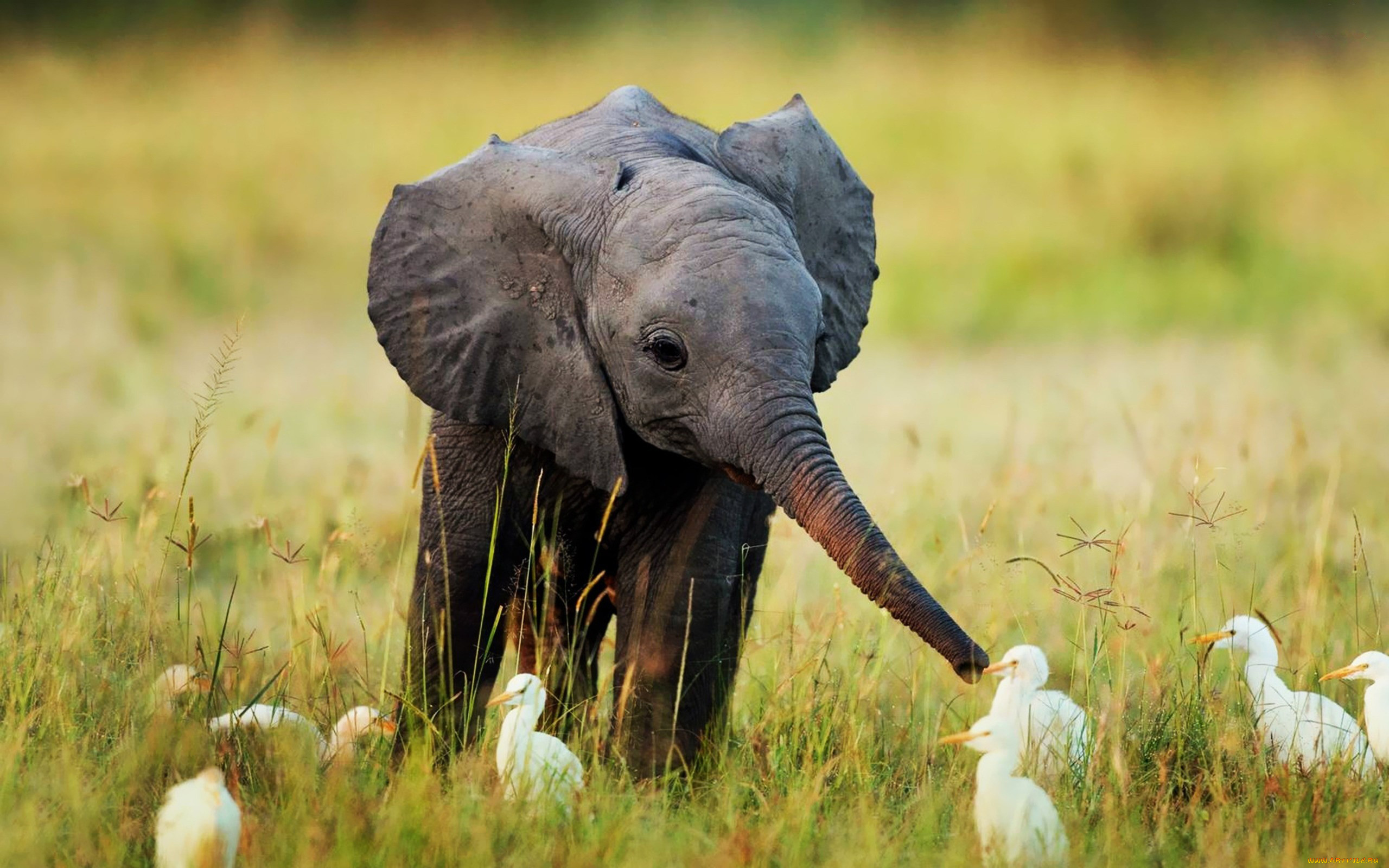 животные, разные, вместе, слонёнок, слоны, травка, маленький, детёныш
