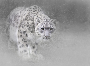 Картинка животные снежный+барс+ ирбис зима снежный барс кошка снег