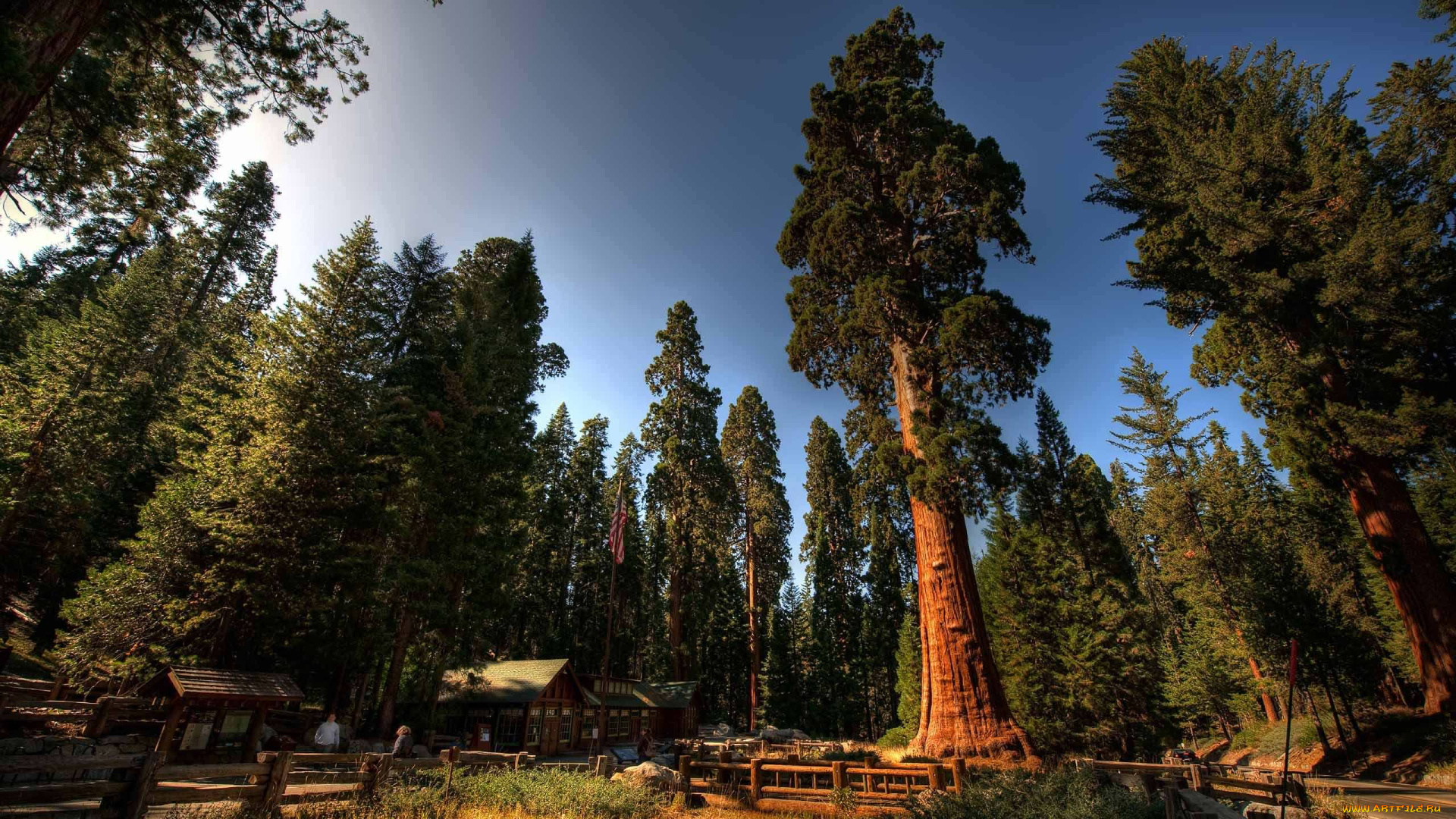 sequoia, national, park, природа, парк, лес, дома, sequoia, national, park, деревья