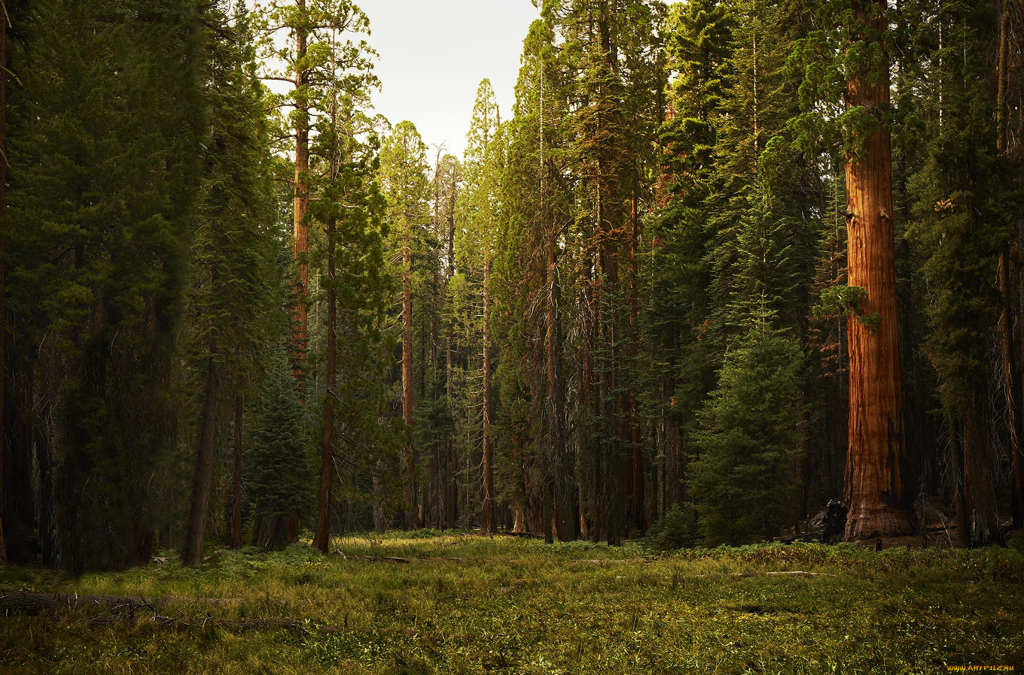sequoia, national, park, природа, лес, sequoia, деревья, park, national