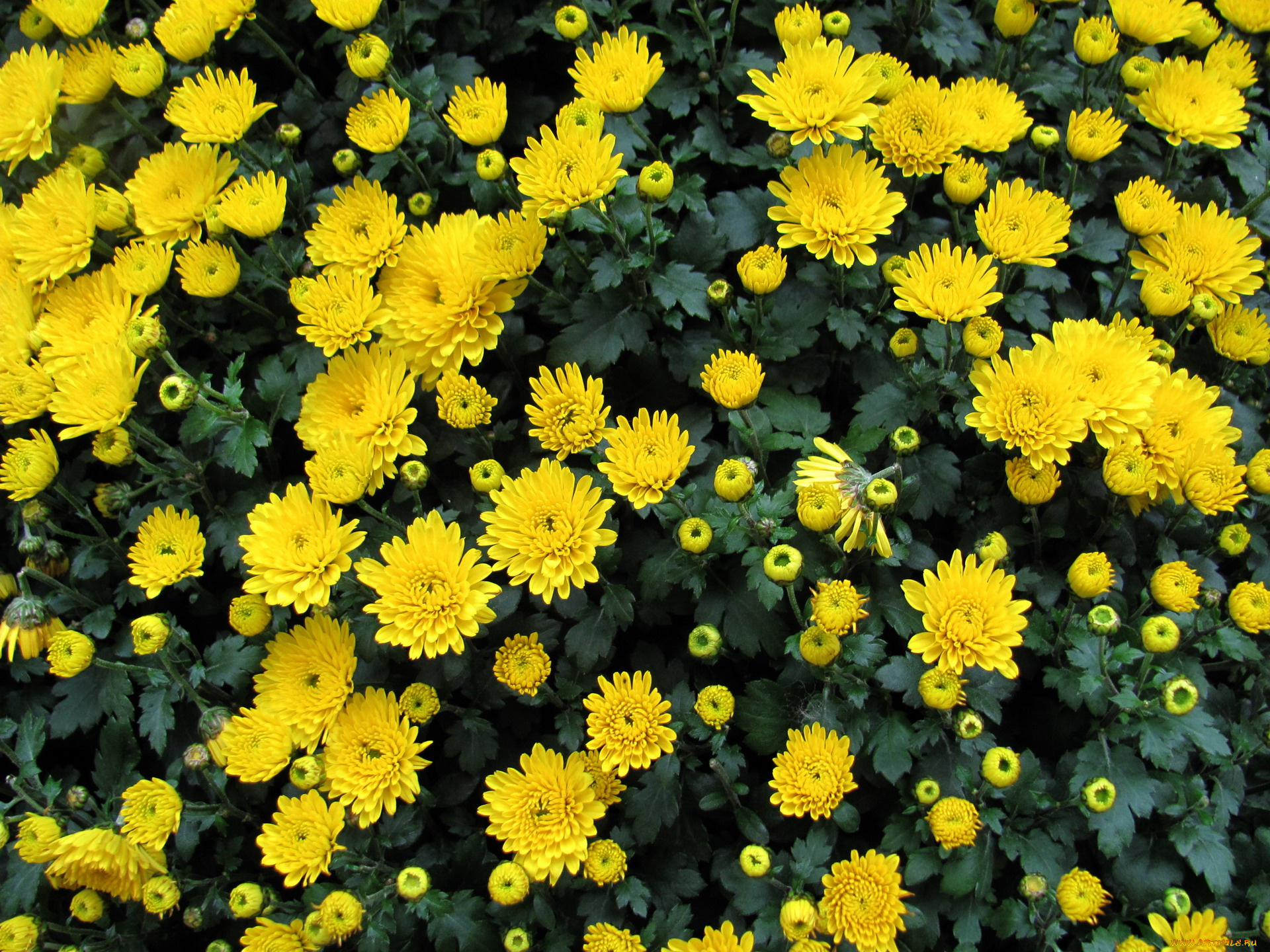 цветы, хризантемы, желтый