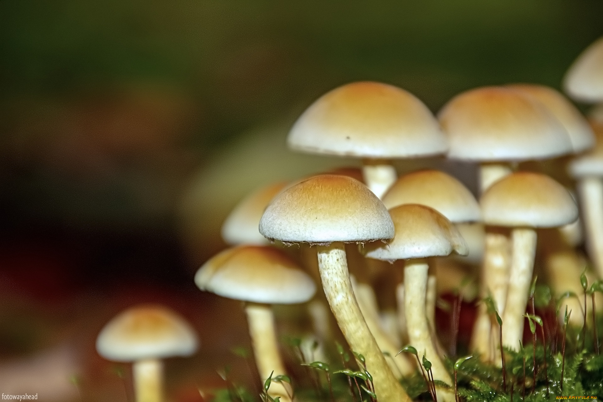 природа, грибы