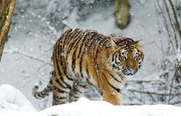 обоя животные, тигры, хищник, снег