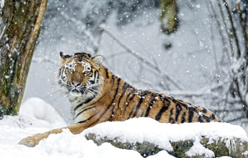 обоя животные, тигры, снег, взгляд, хищник