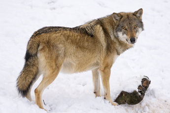 Картинка животные волки +койоты +шакалы красавец снег